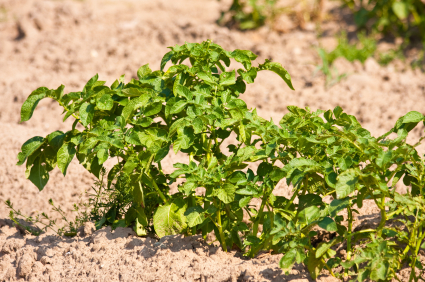 Potato field Potato plants on a field